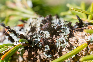 lichen on a tree, macro. lichen is close
