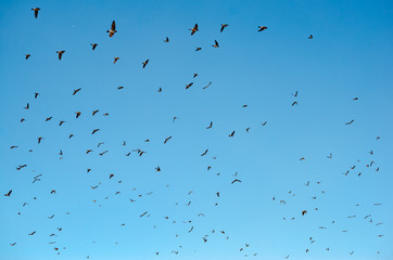 USA, California, Sutter County, Woodland, Fremont Weir State Wildlife Area. A flock of cliff swallows (Petrochelidon pyrrhonoto) fly against a clear blue sky background