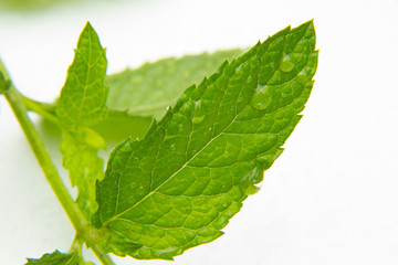Hoja de menta sobre fondo blanco, la hoja de la menta tiene un gran y agradable aroma y fragancia,...