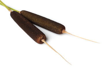 Typha