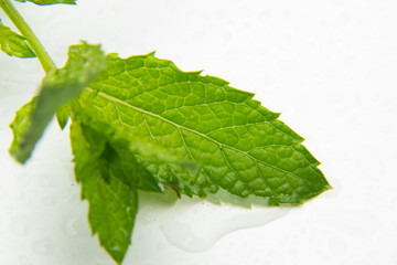 Hoja de menta sobre fondo blanco, la hoja de la menta tiene un gran y agradable aroma y fragancia,...