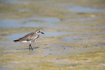 The grey plover is a medium-sized plover also known as Black-bellied Plover