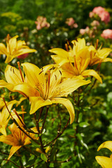 nature summer garden flowers lilies yellow