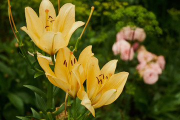 nature summer garden flowers lilies yellow