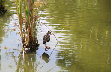 Pato en las hierbas