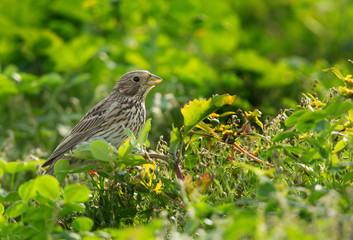 The corn bunting is a passerine bird in the bunting family