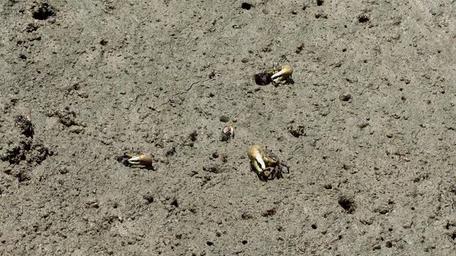 A beach crab digs a hole at the beautiful