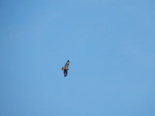 Falcon soars in the sky.