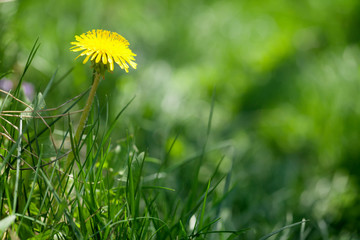 Green grass field with yellow dandelion