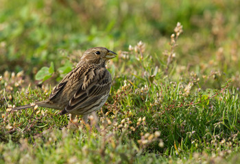 The corn bunting is a passerine bird in the bunting family