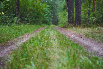 Obraz premium Old dirt road in the middle of the forest on a cloudy day