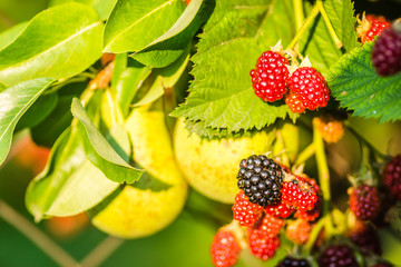 Pear fruits and semi-ripe fruits of blackberries