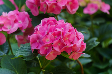 Fototapeta na wymiar Inflorescence of bright pink hydrangea flowers in the garden.