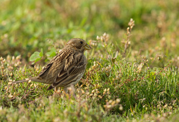 Fototapeta premium A corn bunting feeding at Hamala, Bahrain