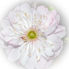 biały kwiat hibiskusa - obrazy, fototapety, plakaty