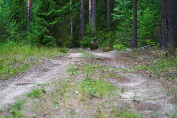 Old dirt road in the middle of the forest on a cloudy day