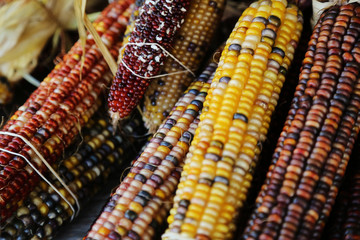 Rainbow corn for Halloween thanksgiving