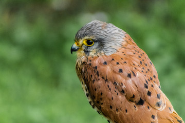 a kestrel perched on his innkeeper surrounded by grass