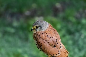 a kestrel perched on his innkeeper surrounded by grass