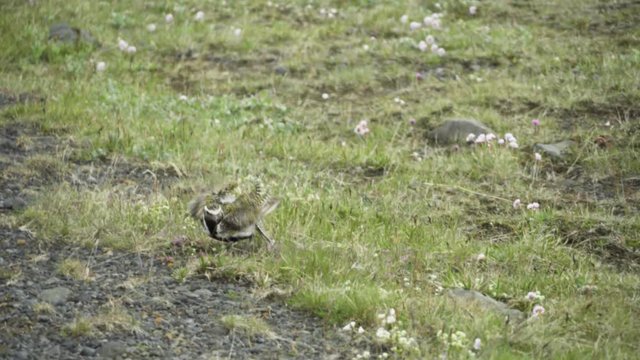 Mother bird protecting her nest with babies with a distraction dance. European golden plover. Green grass and sand with small flowers.