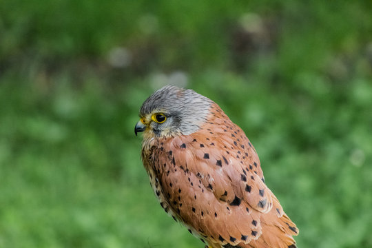 a kestrel perched on his innkeeper surrounded by grass