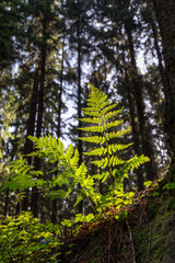 Fototapeta premium bright fern leaves lit by sunlight at sunrise in a dark forest. Bottom view. Nature background.