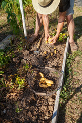 Au potager - récolte des pommes de terre