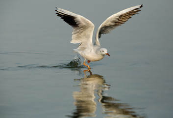 Slender-billed seagull takeoff, Bahrain 