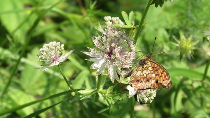 farfalla su fiore