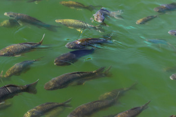 school of fish near the lake shore, spawning	