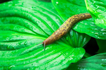 big slug in the garden on green leaves	