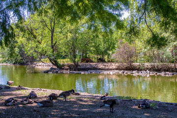 Geese Near the Water