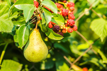 Pear fruits and semi-ripe fruits of blackberries