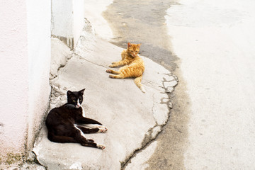 Red and black cats have a rest on asphalt in summer day