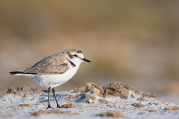 Black plover in Huelva