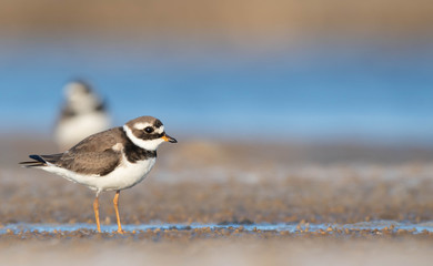 Male Large plover in a beach of Huelva