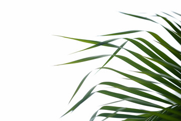 Close up of nature view green palm leaf with blurred greenery on isolated white background with copy space using as background natural plants landscape, ecology wallpaper concept.