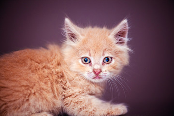 Cute little red kitten with amazing eyes
