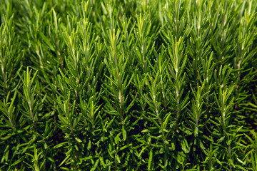 green background of the small leaves from the bushes