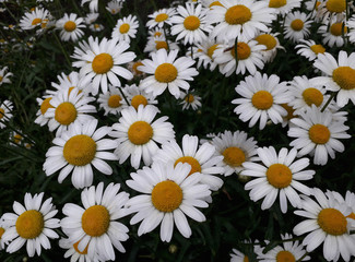 daisies on green background