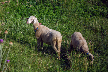 two young sheep grazing on a green meadow