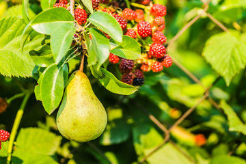 Pear fruits and semi-ripe fruits of blackberries