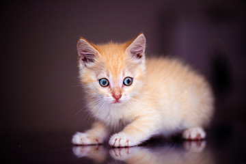 Cute little red kitten with amazing eyes
