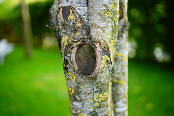 Baumstamm im Garten