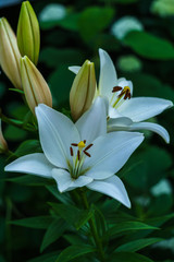 Blossoming white lilies with a garden in the village.