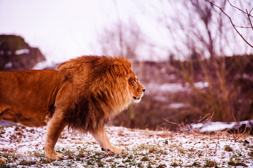 Beautiful Mighty Lion. Animal world. Big cat.
