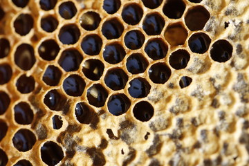 Natural spring honey and honeycomb in detail view