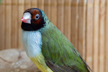 A close-up portrait of green red-headed Gouldian Finch, against a background of bamboo.