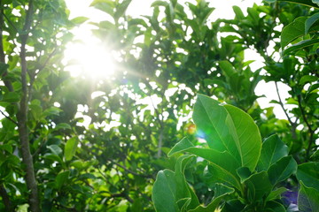 Fototapeta na wymiar Sonnenlict scheint durch die Blätter am Strauch hindurch