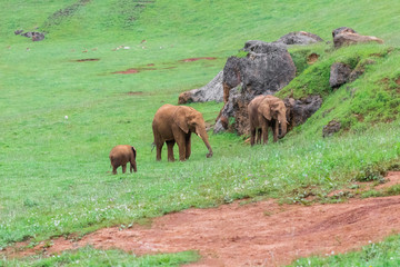 a family of elephants walking through its grass and rock enclosure